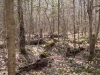 Blowdown southeast of Cropsey Pond